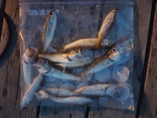ムツの釣果