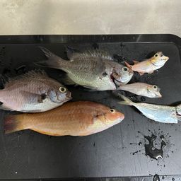 アジ