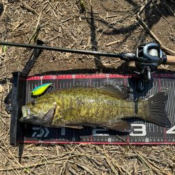 スモールマウスバス