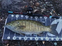 スモールマウスバスの釣果