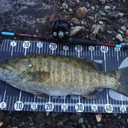 スモールマウスバス