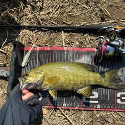 スモールマウスバス