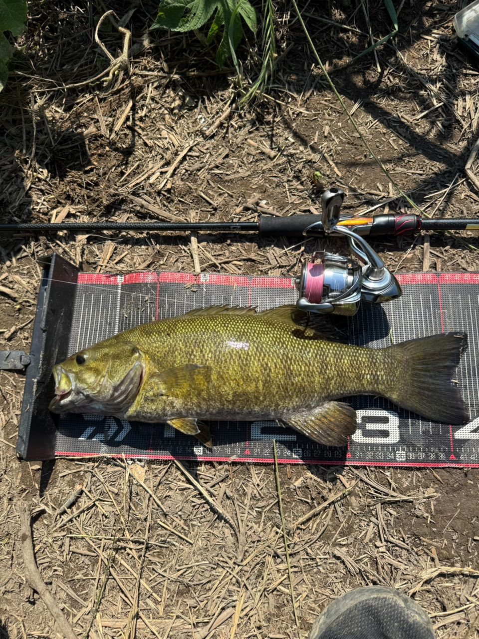 スモールマウスバス