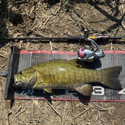 スモールマウスバス