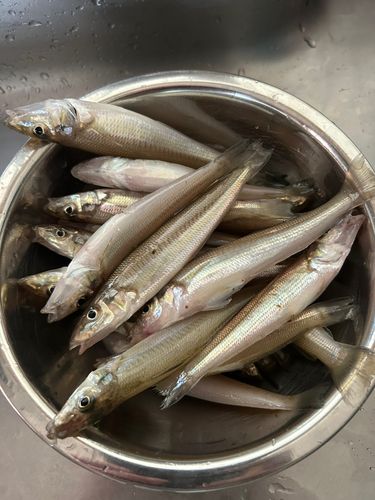 キスの釣果