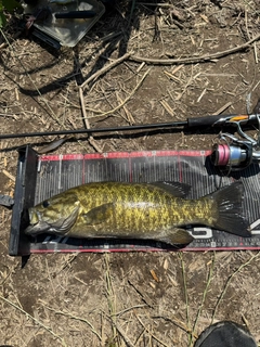 スモールマウスバスの釣果