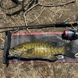 スモールマウスバス