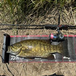 スモールマウスバス