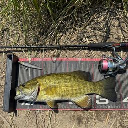 スモールマウスバス