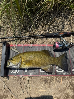 スモールマウスバスの釣果
