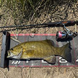 スモールマウスバス