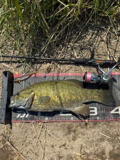 スモールマウスバスの釣果
