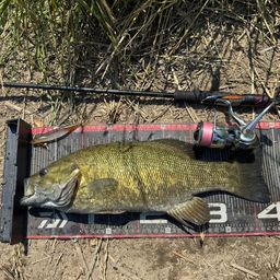 スモールマウスバス