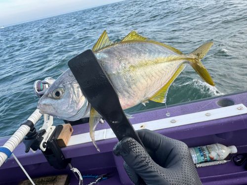 シマアジの釣果