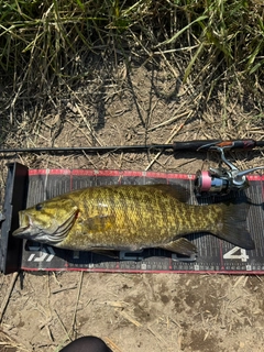 スモールマウスバスの釣果