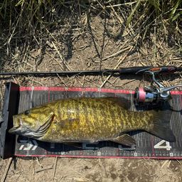 スモールマウスバス