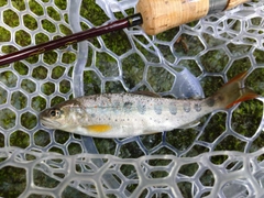 アマゴの釣果