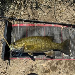 スモールマウスバス