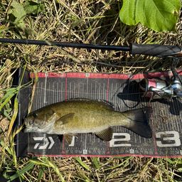 スモールマウスバス