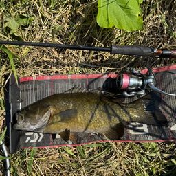 スモールマウスバス