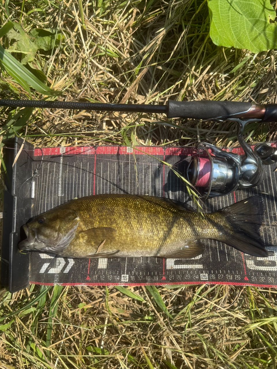 スモールマウスバス