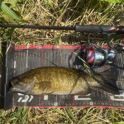 スモールマウスバス