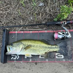 スモールマウスバス