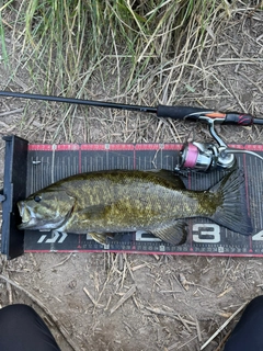 スモールマウスバスの釣果