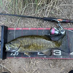 スモールマウスバス