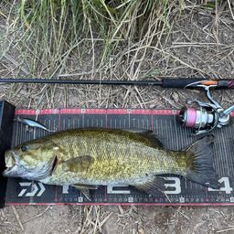 スモールマウスバス