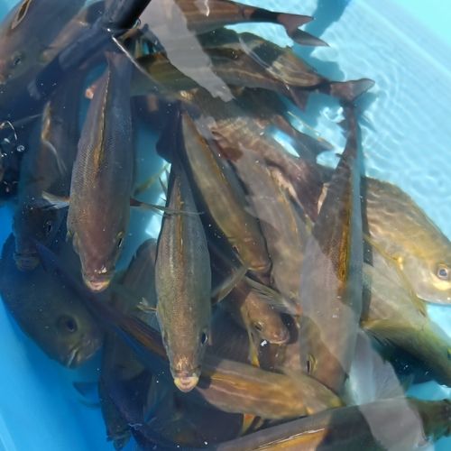 イサキの釣果
