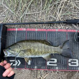 スモールマウスバス