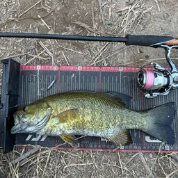 スモールマウスバス