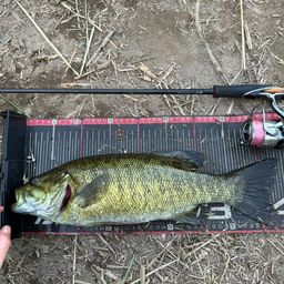 スモールマウスバス