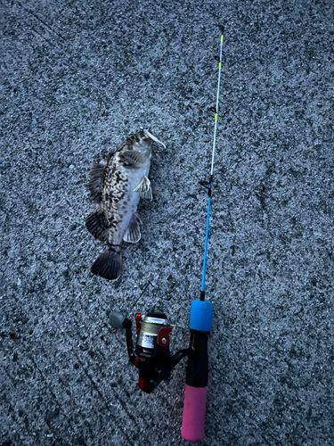 クロソイの釣果