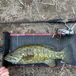 スモールマウスバス