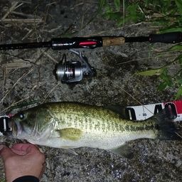 ラージマウスバス