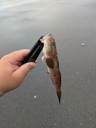 ハゼ