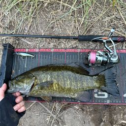 スモールマウスバス