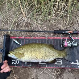 スモールマウスバス