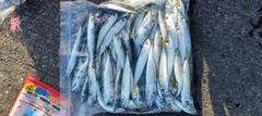 サバの釣果
