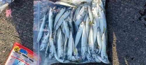 サバの釣果