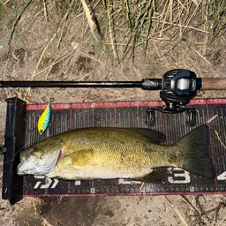 スモールマウスバス