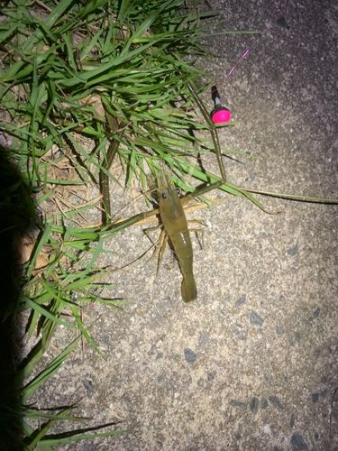 テナガエビの釣果