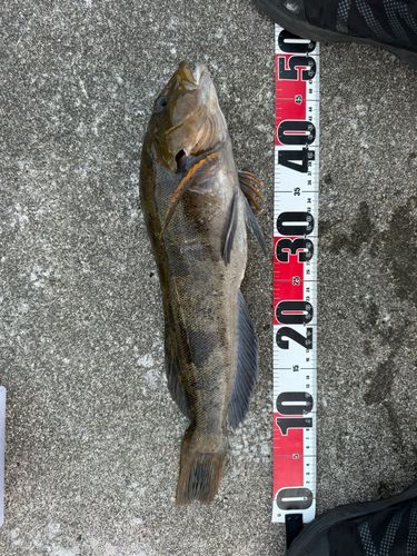 アブラコの釣果