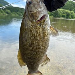 スモールマウスバス