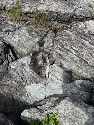 チヌの釣果