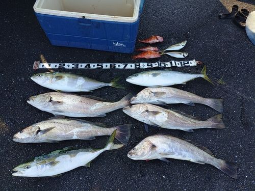 オオニベの釣果