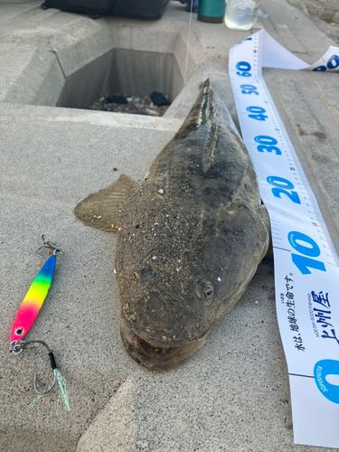 マゴチの釣果