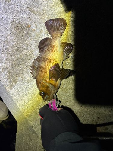 メバルの釣果